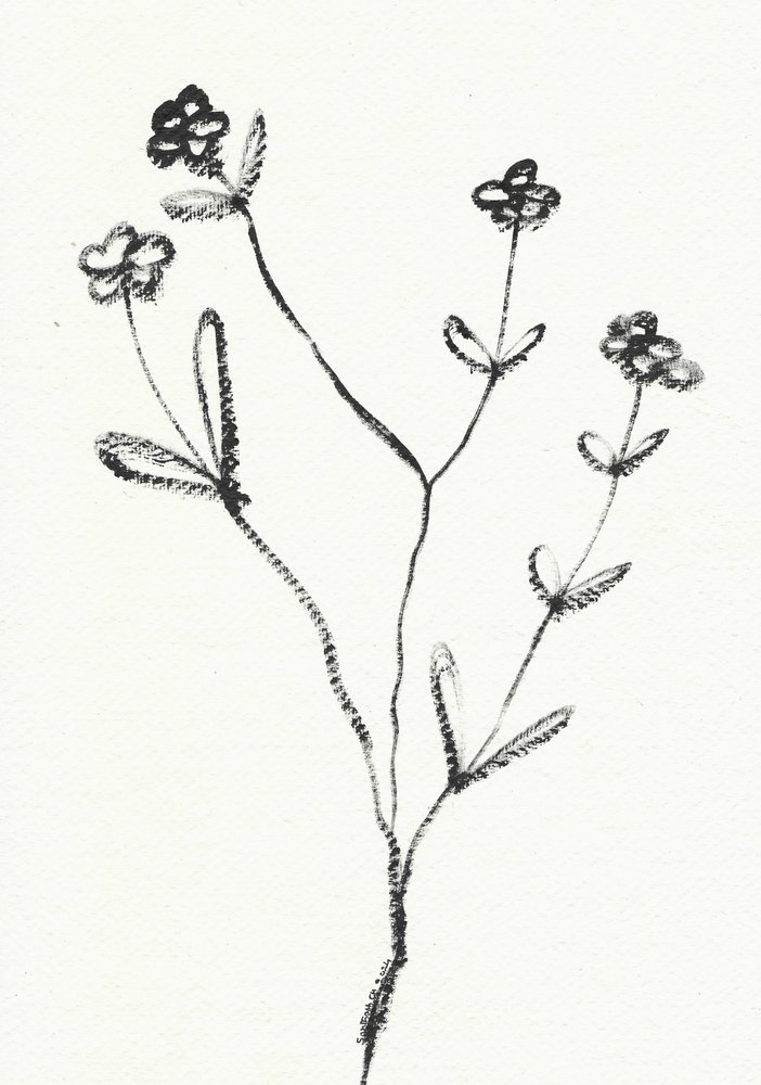 Desenho botânico minimalista de Santhosh ch