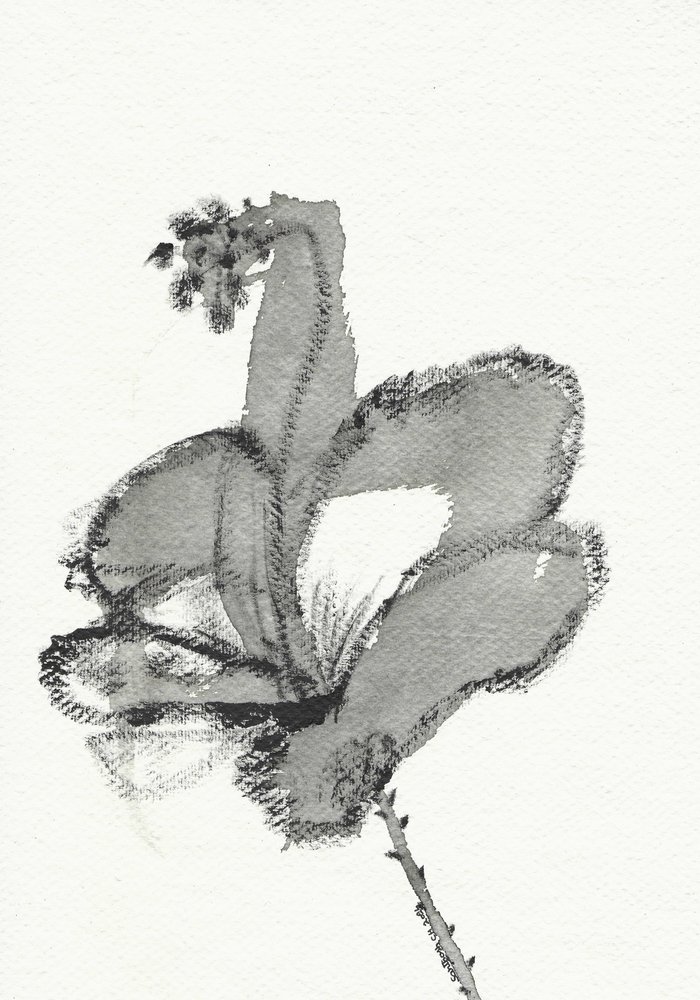 Estudo floral monocromático de Santhosh ch