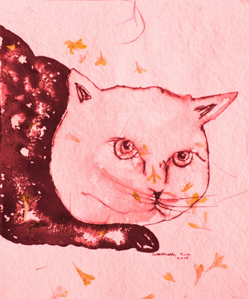 Gato Rosa Sereno de Santhosh ch