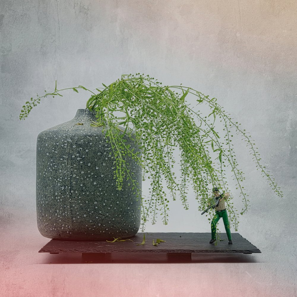 Planta «Soldado em Miniatura» de Saskia Dingemans