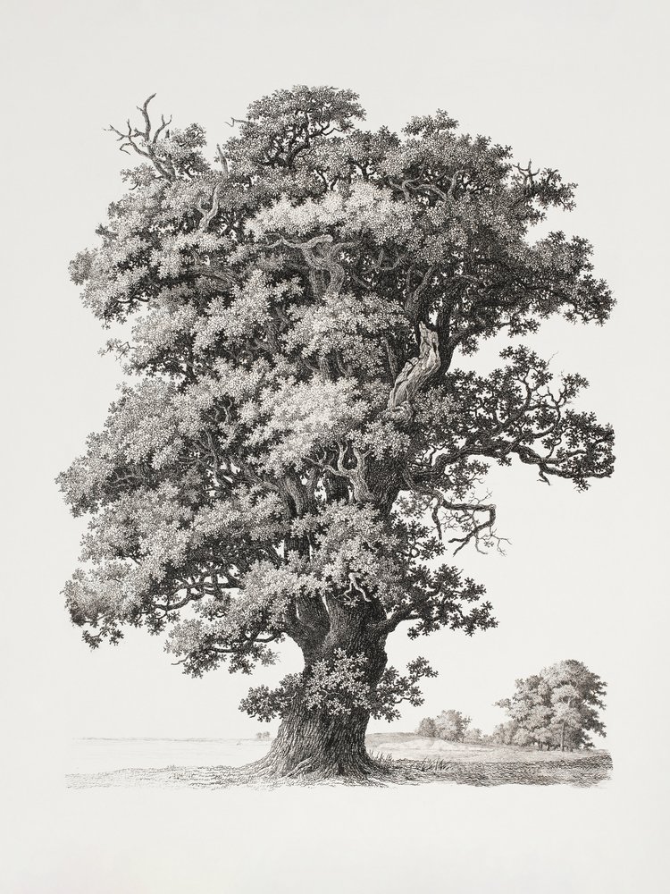 Estudos de árvores: «After Nature» no contexto do desenho paisagístico de S.h. Petersen