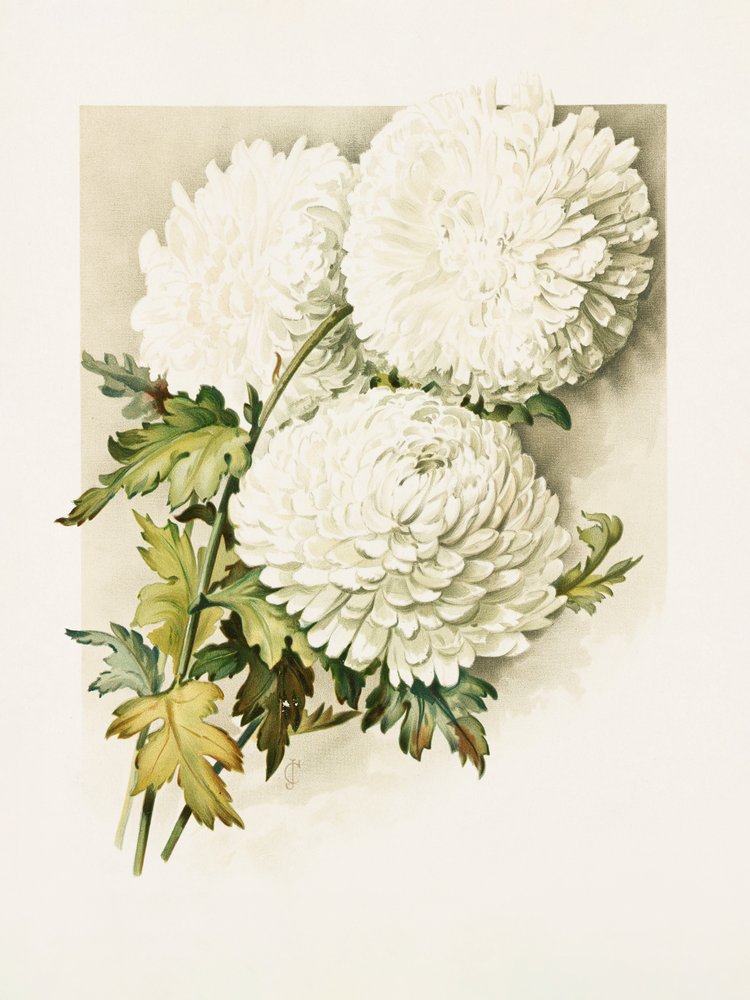 Crisântemos para a véspera de Natal de Sidney Thomas Callowhill