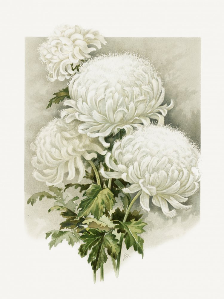 Sra. Alpheus Hardy de Sidney Thomas Callowhill