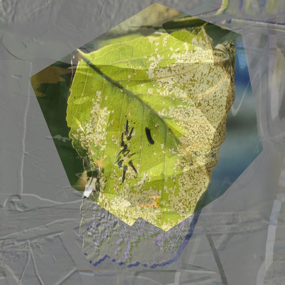 Folha Verde Abstrata de Stefan Fransson