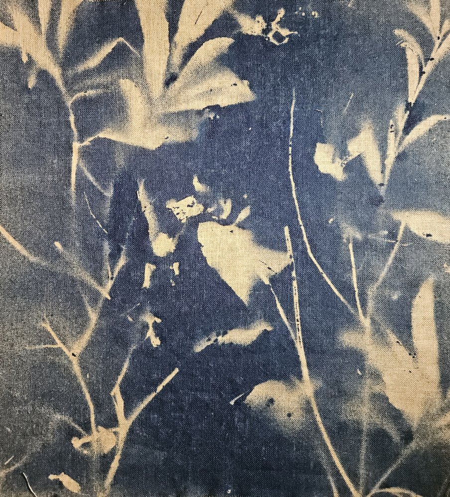Sombras botânicas azuis de Stefano Mazzolini