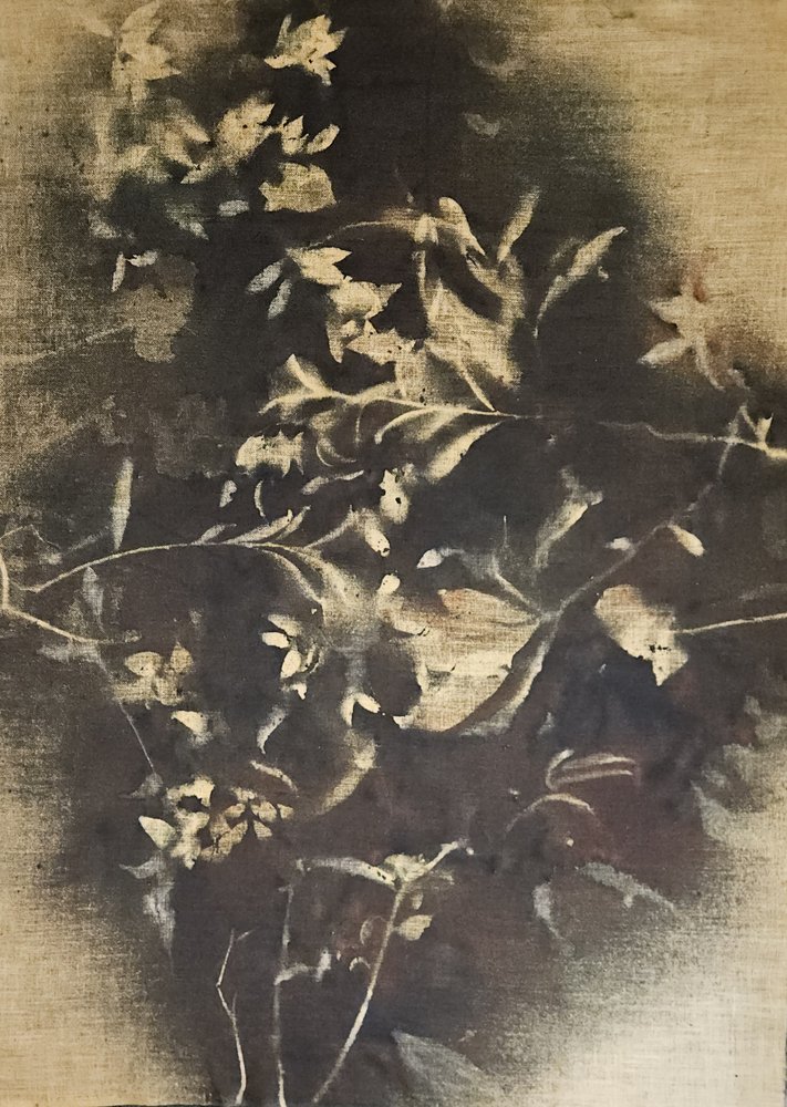 Sombras florais melancólicas de Stefano Mazzolini