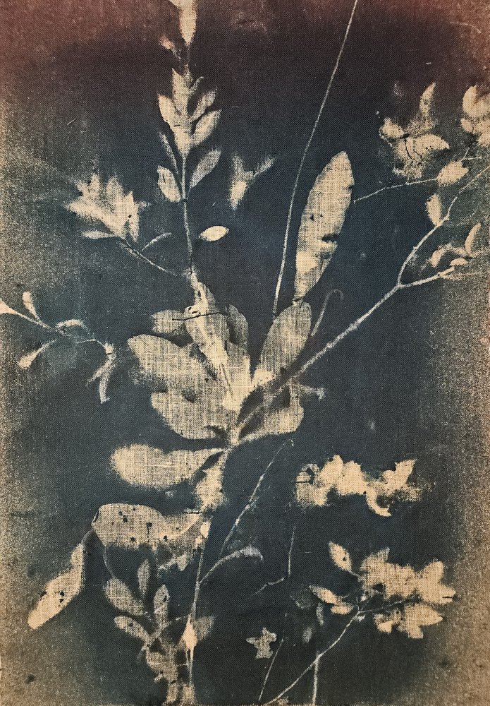 Botânicos azuis vintage de Stefano Mazzolini