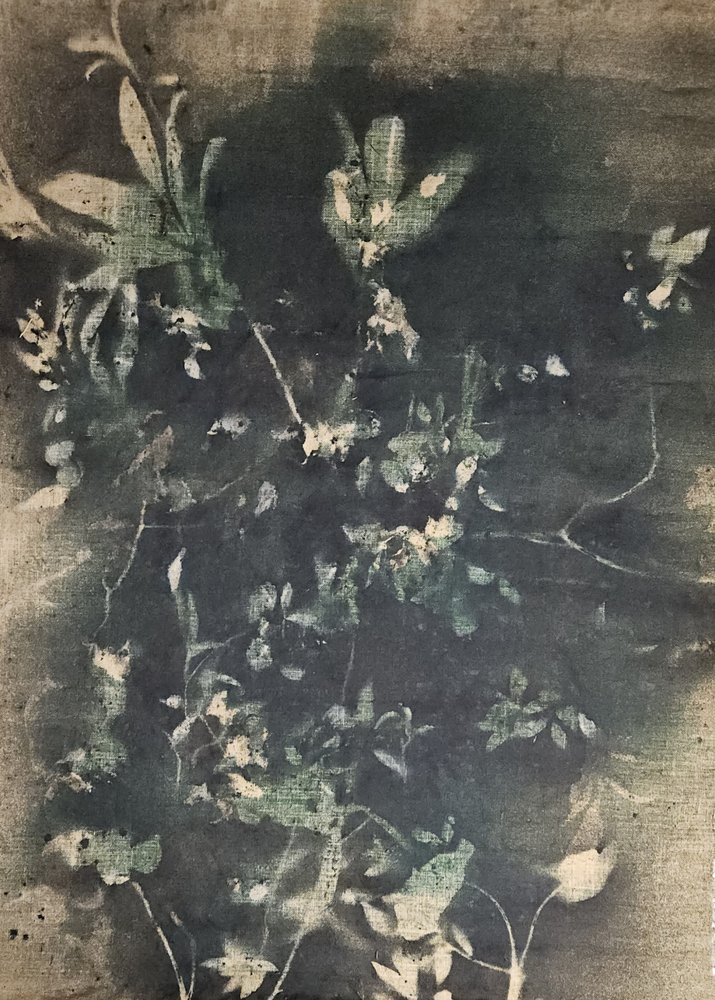 Sombras botânicas vintage de Stefano Mazzolini