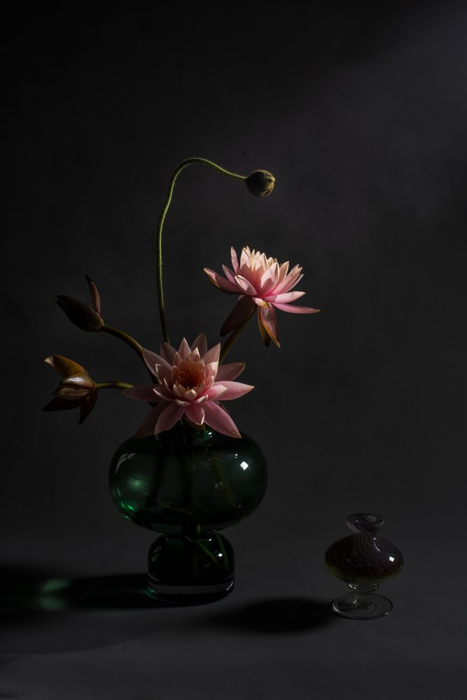 Lírios-rosa elegantes de Summer2016