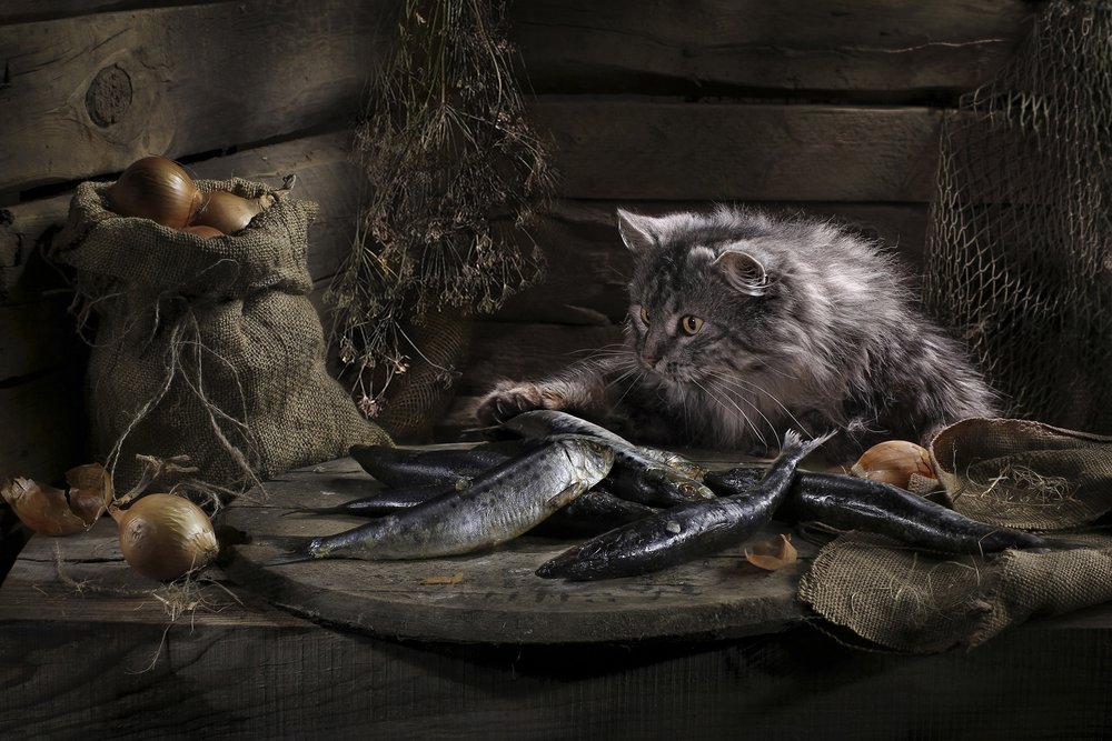 O Gato Curioso e o Peixe de Svetlana Pavlоvskaja