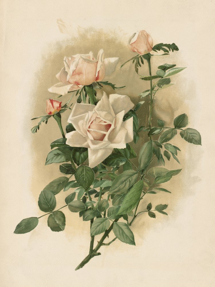 Duchesse De Vallombrosa Rosas de Thaddeus Welch