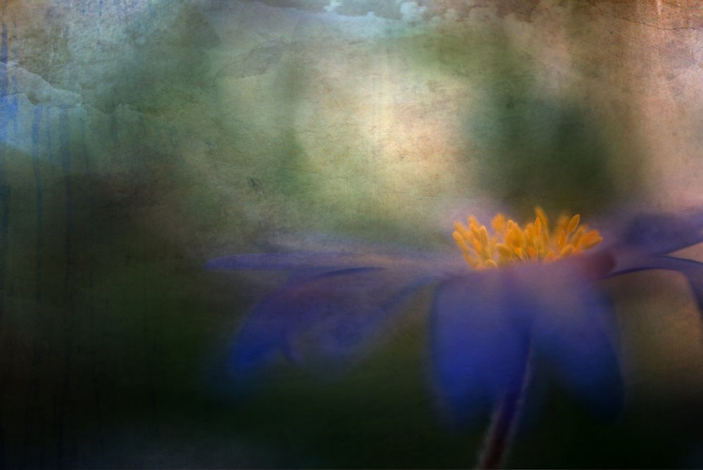 Flor Azul de Sonho de Ulrike Eisenmann