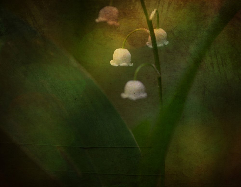 Lírio-do-vale de sonho de Ulrike Eisenmann