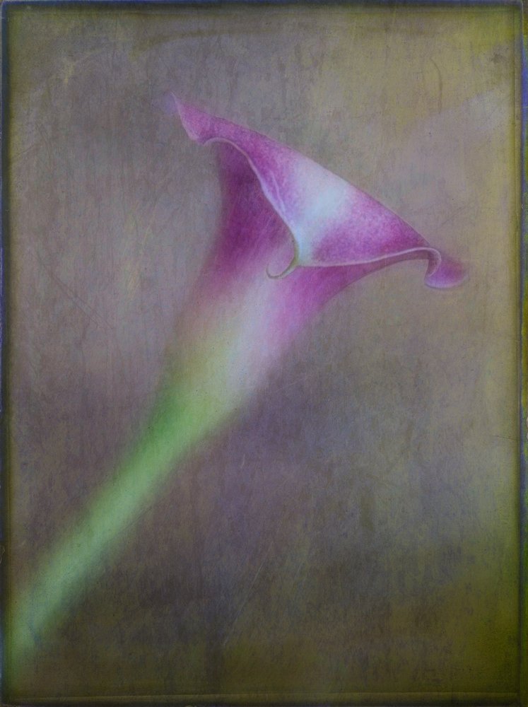 Calla roxa de sonho de Ulrike Eisenmann