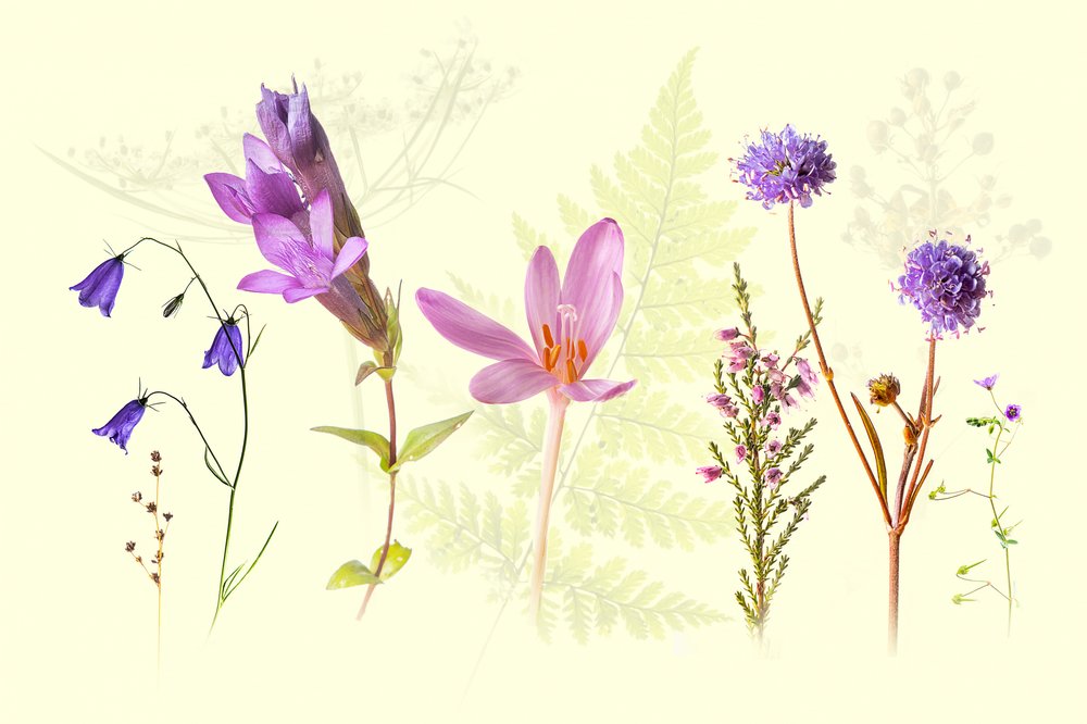 Mistura de flores silvestres da primavera de Ulrike Eisenmann