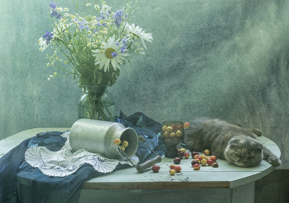 Gato a dormir e cerejas de UstinaGreen