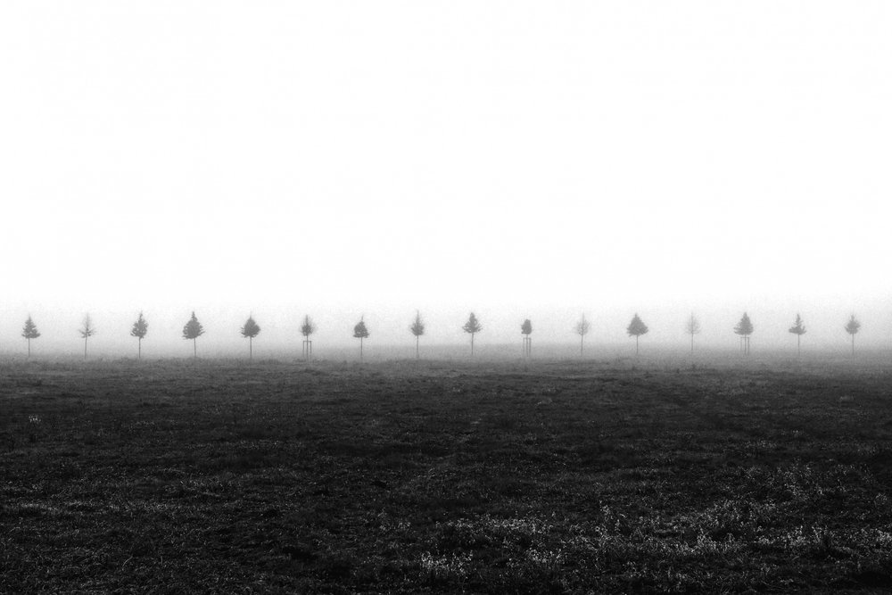 Árvores no Campo Envolto em Nevoeiro de Vanja Tajnsek