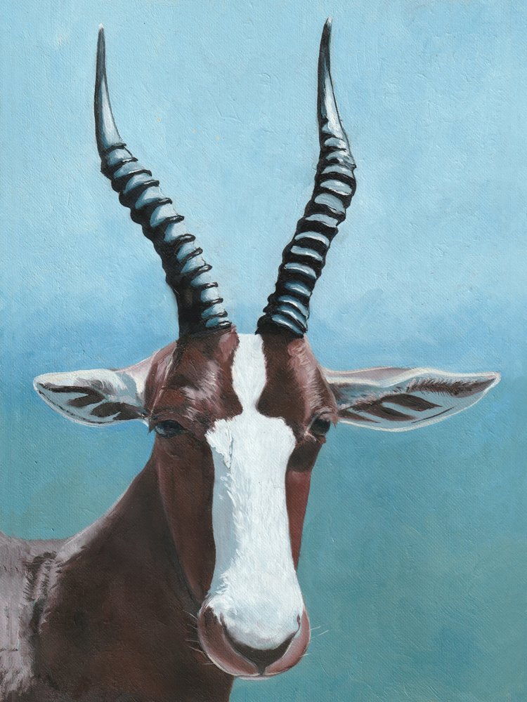 O olhar do blesbok africano de Viccy Wanliss