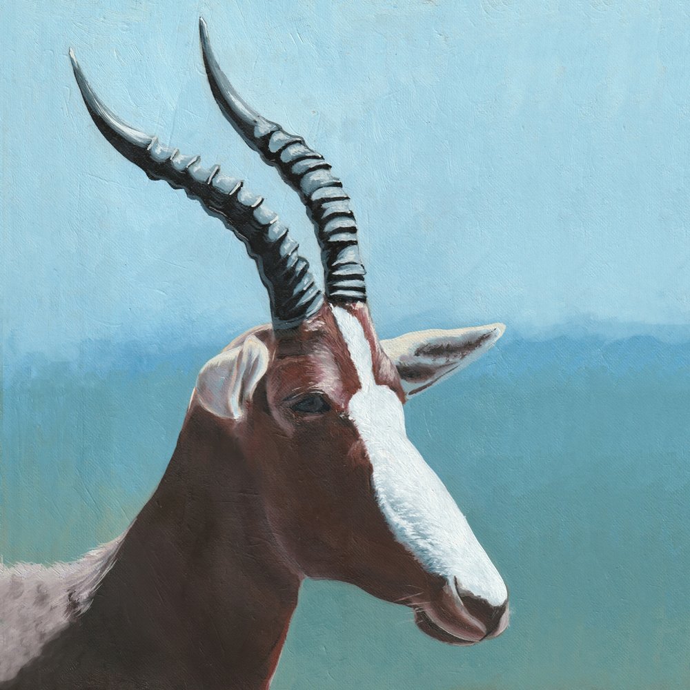 Retrato de um blesbok africano de Viccy Wanliss