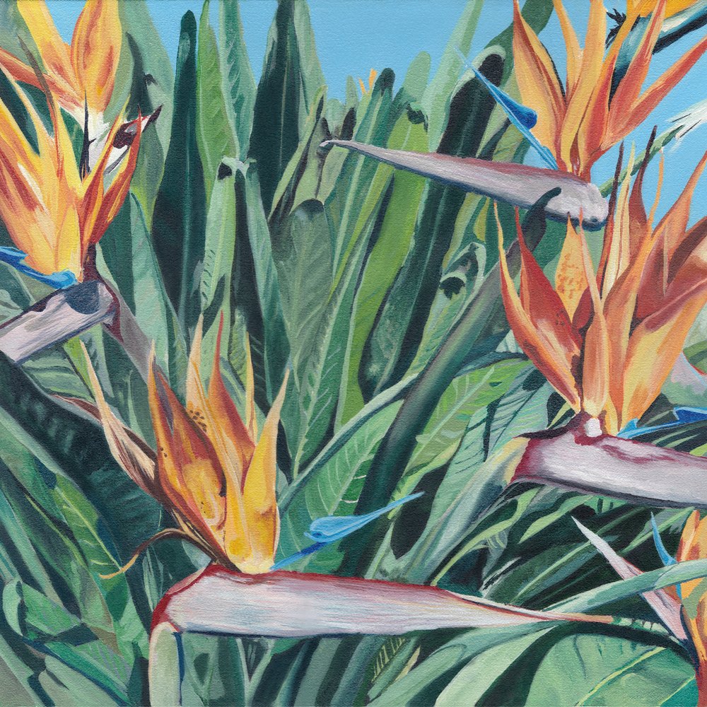 Flores da ave-do-paraíso de Viccy Wanliss