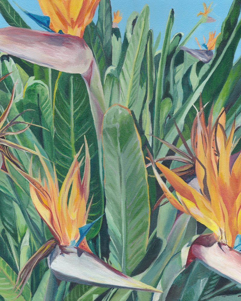 Flores de Pássaro-do-Paraíso de Viccy Wanliss