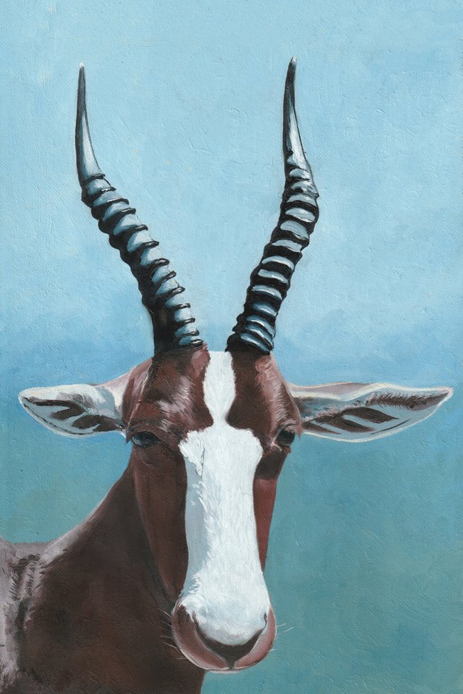O olhar do antílope blesbok de Viccy Wanliss