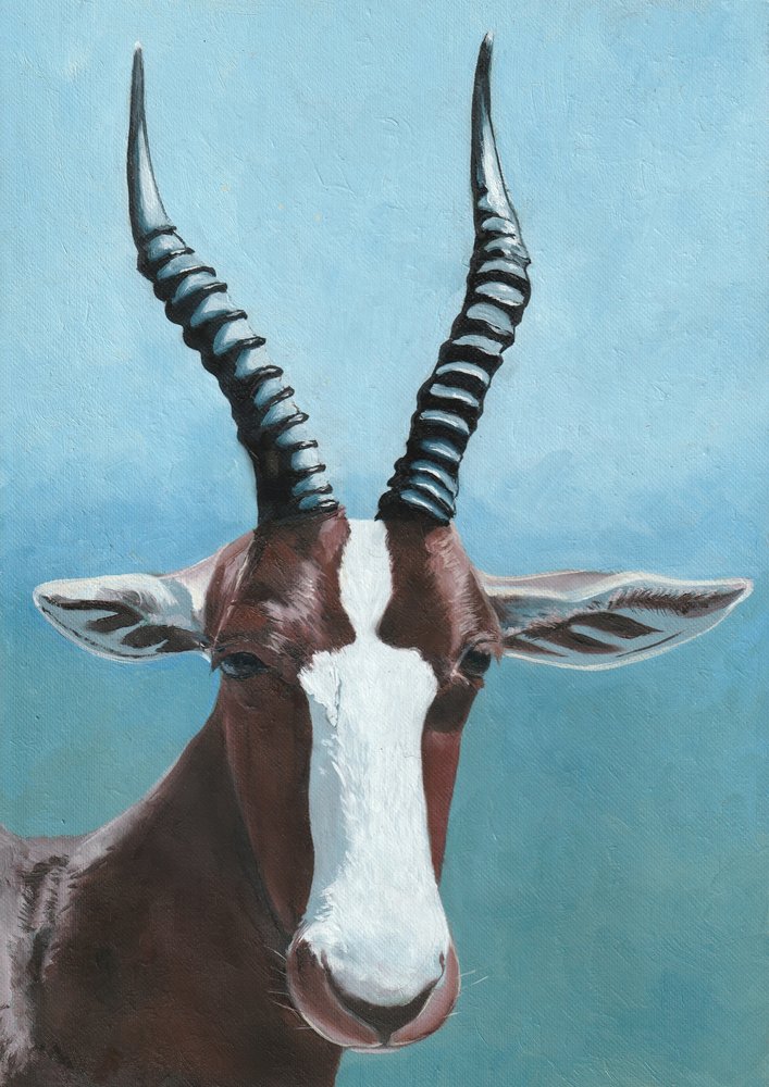 Retrato de um antílope blesbok de Viccy Wanliss