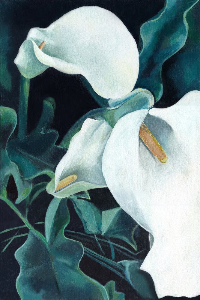Cálias brancas elegantes de Viccy Wanliss