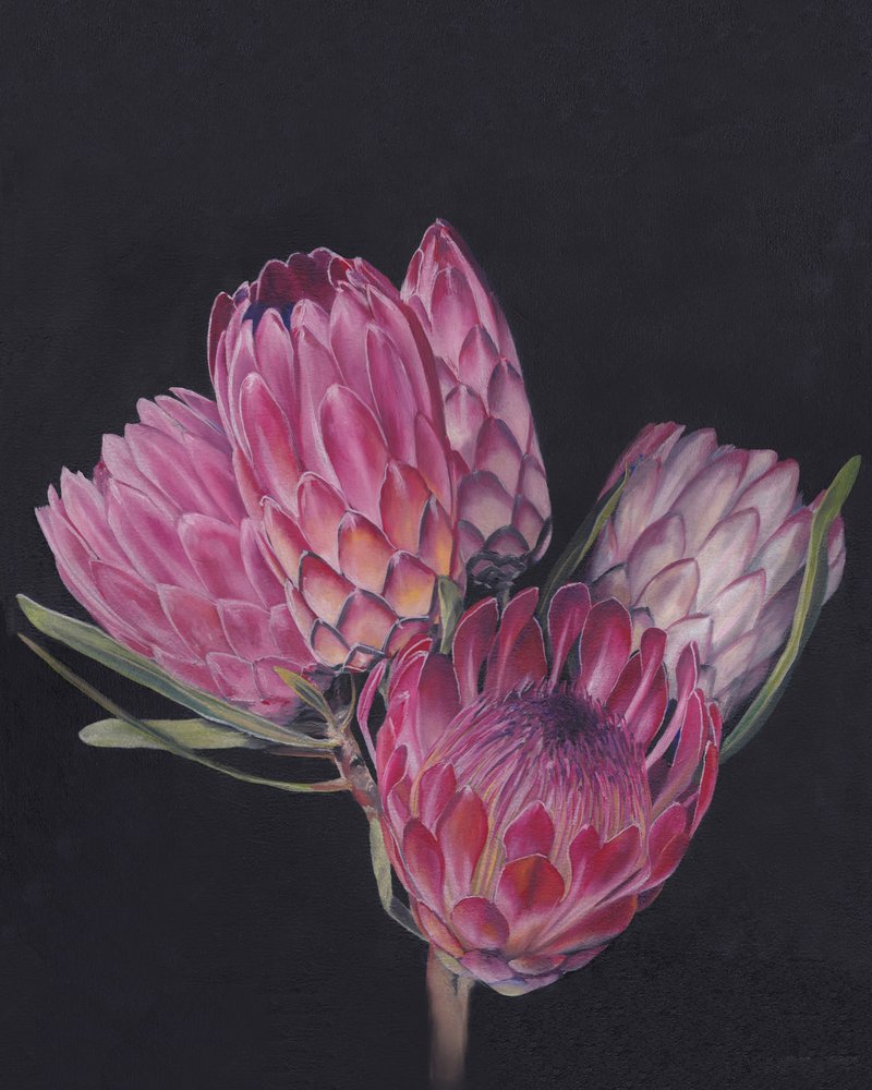 Proteas rosa exóticas de Viccy Wanliss