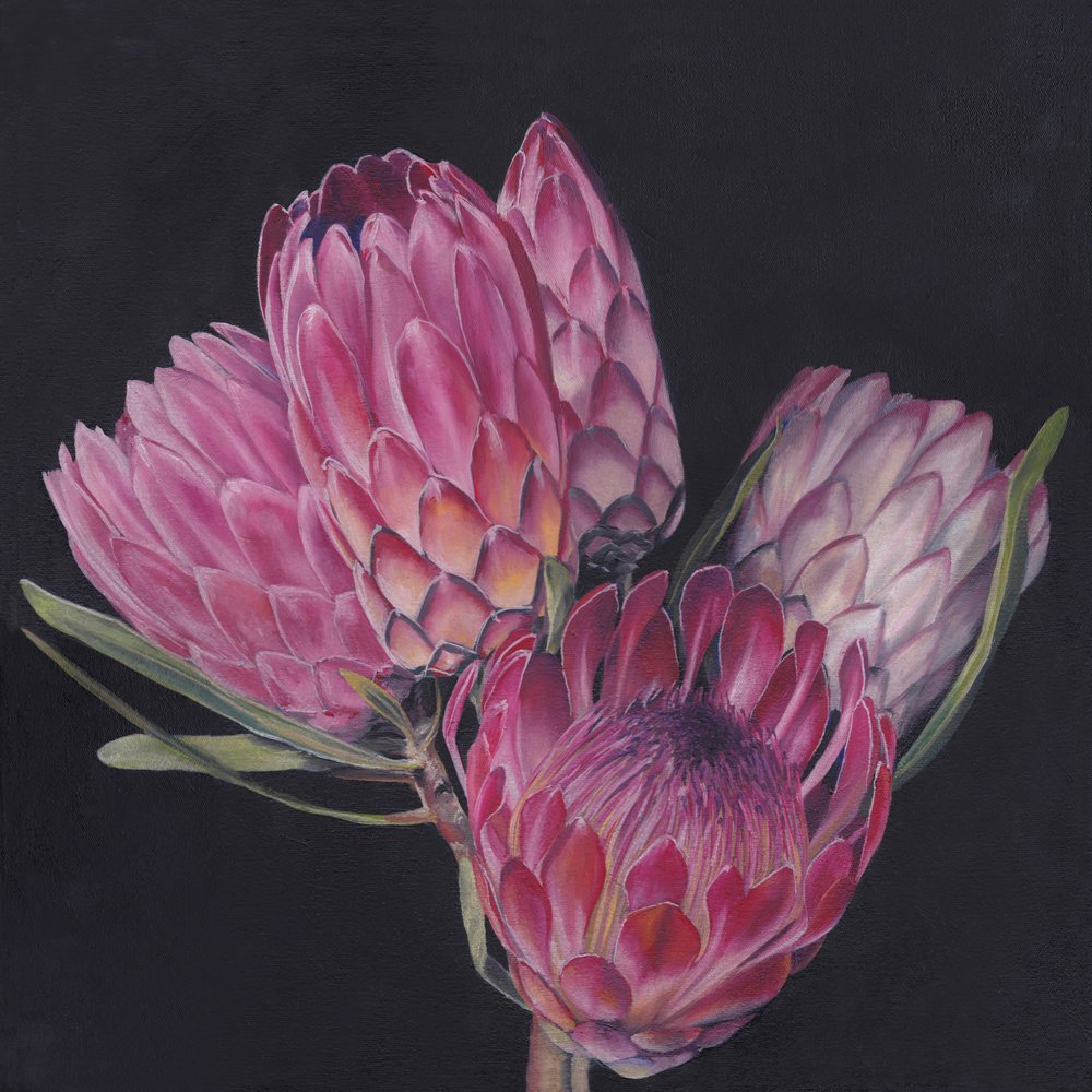 Proteas rosa exóticas de Viccy Wanliss