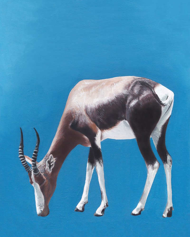 Antílope bontebok a pastar de Viccy Wanliss