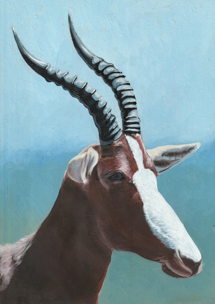 Retrato Majestoso do Blesbok de Viccy Wanliss