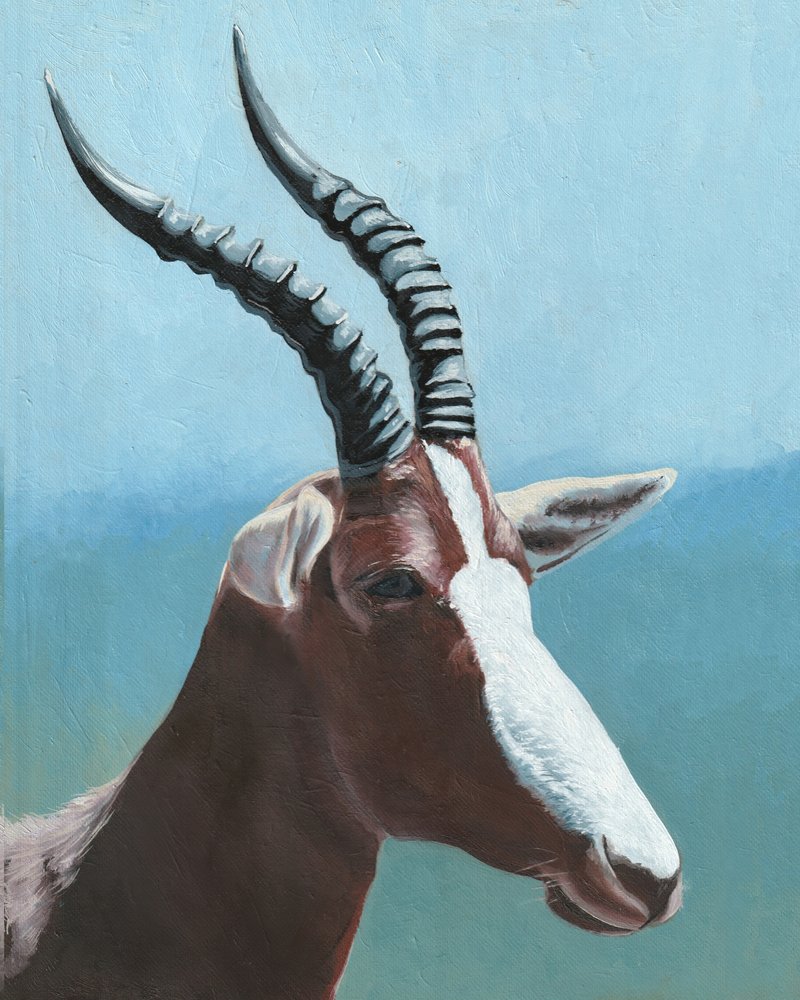 Retrato Majestoso do Blesbok de Viccy Wanliss