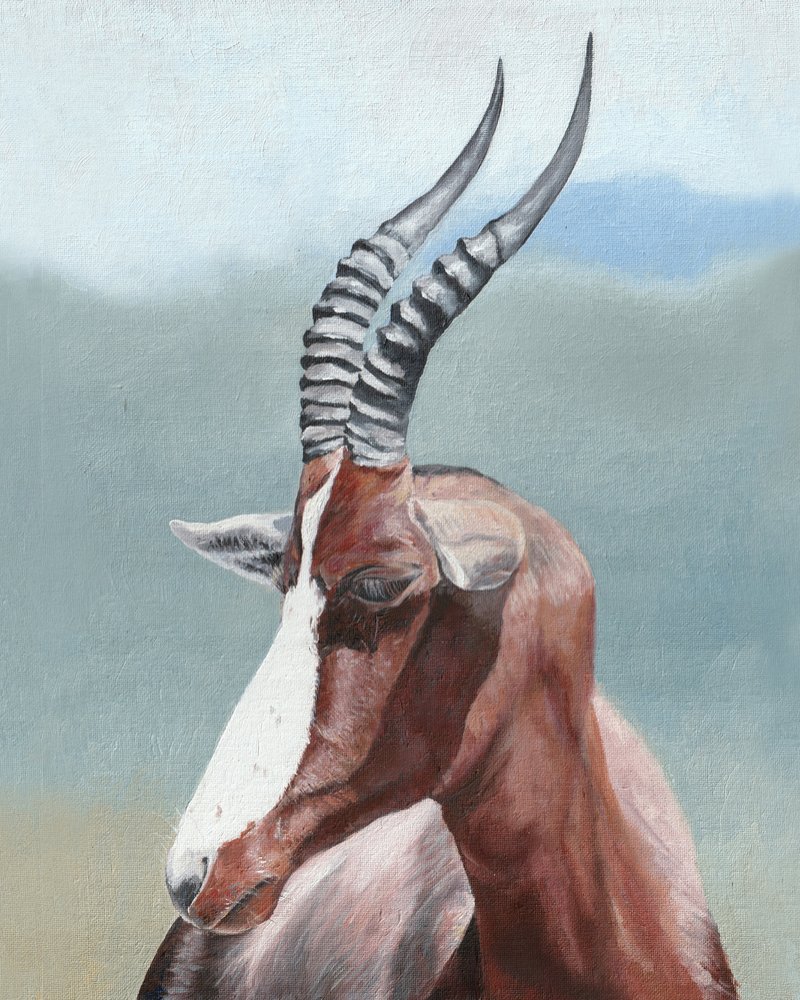 Perfil do majestoso blesbok de Viccy Wanliss