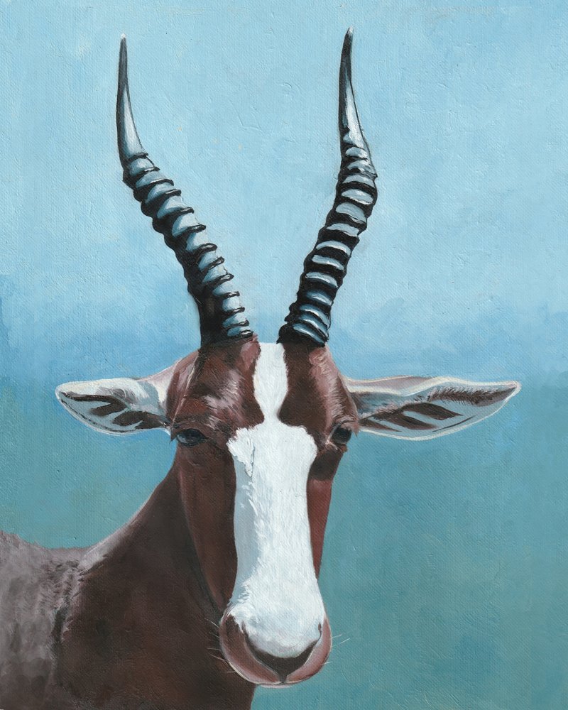 O olhar do blesbok pintado de Viccy Wanliss