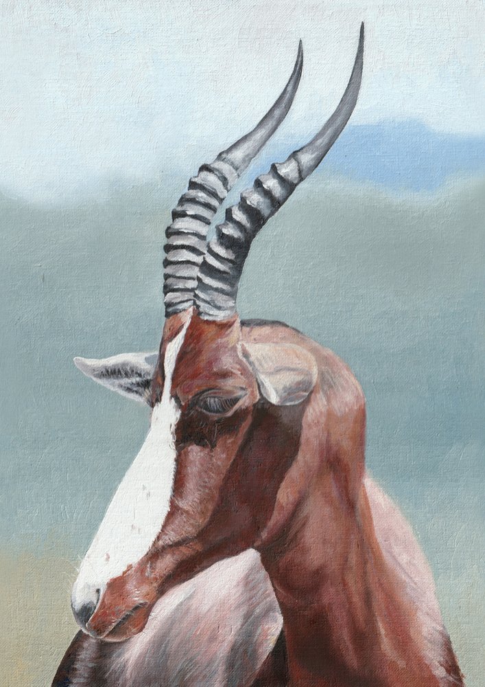 O olhar sereno do blesbok de Viccy Wanliss