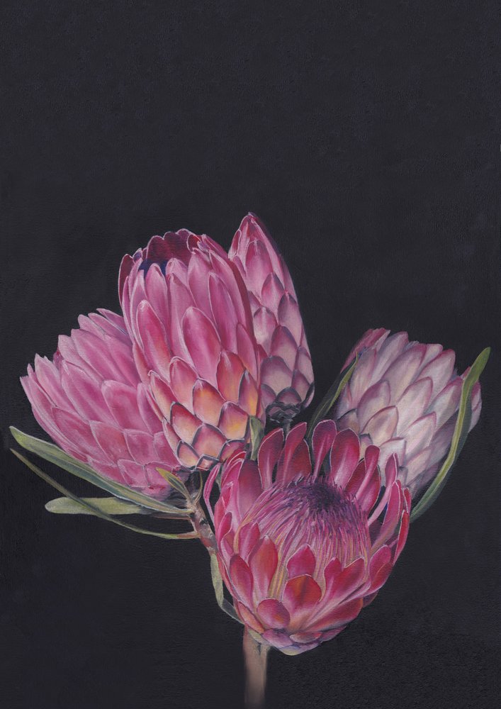 Mistura de Proteas, de Viccy Wanliss de Viccy Wanliss
