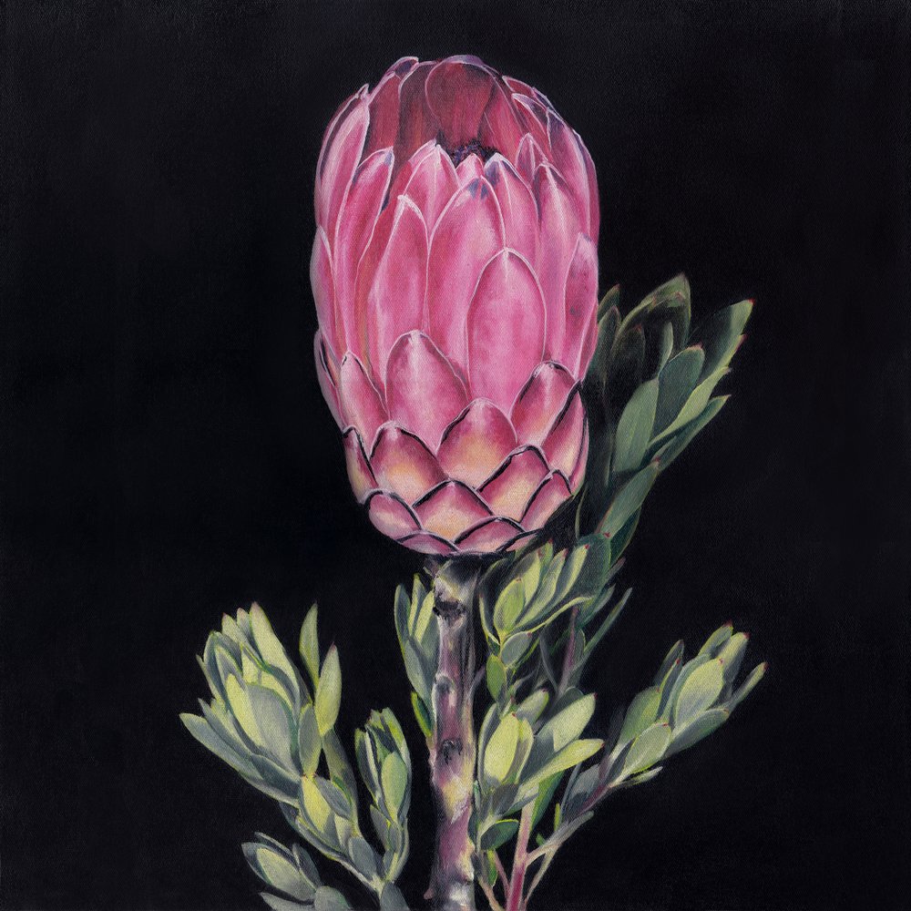 Protea rosa deslumbrante de Viccy Wanliss
