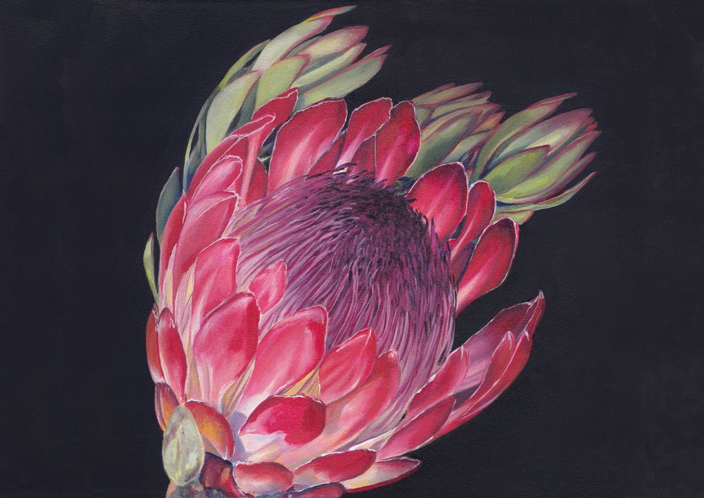 Protea-real vibrante de Viccy Wanliss