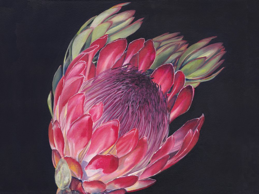 Protea-real vibrante de Viccy Wanliss