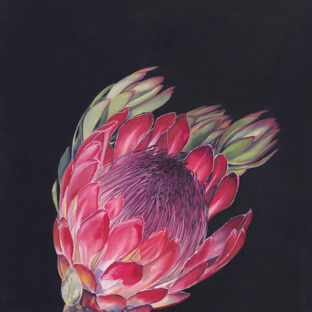 Protea Rosa Intensa de Viccy Wanliss