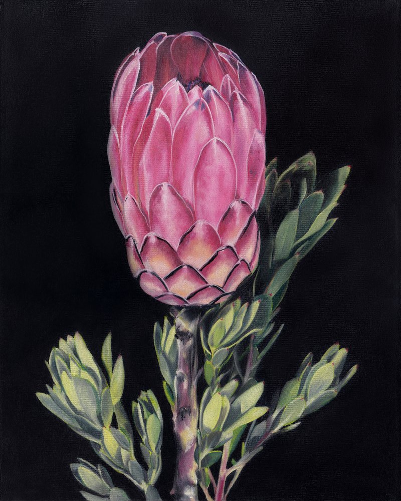 Protea Rosa Vibrante de Viccy Wanliss
