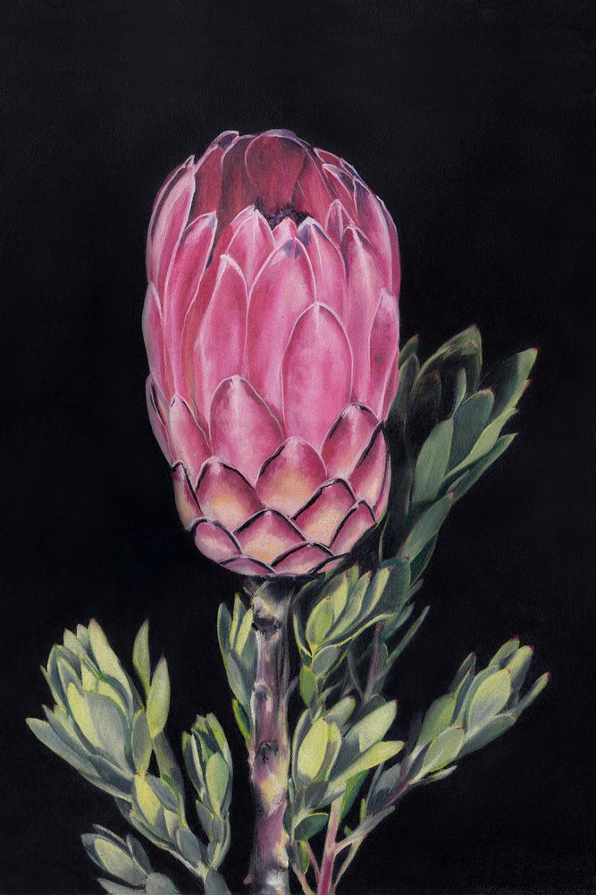 Protea Rosa Vibrante de Viccy Wanliss