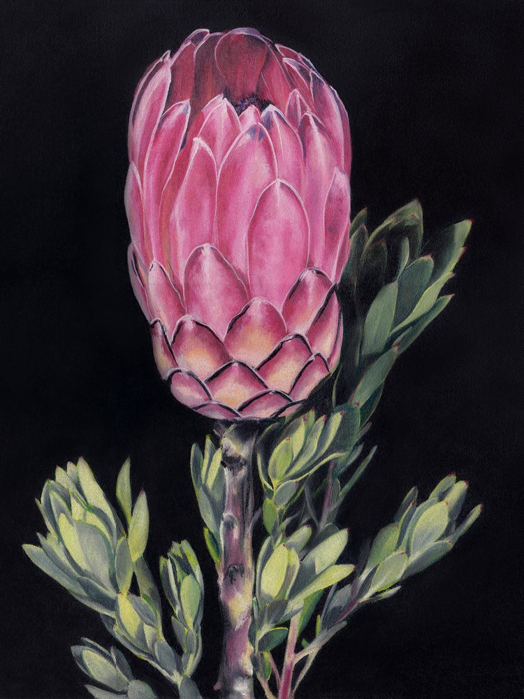 Protea Rosa Intensa de Viccy Wanliss
