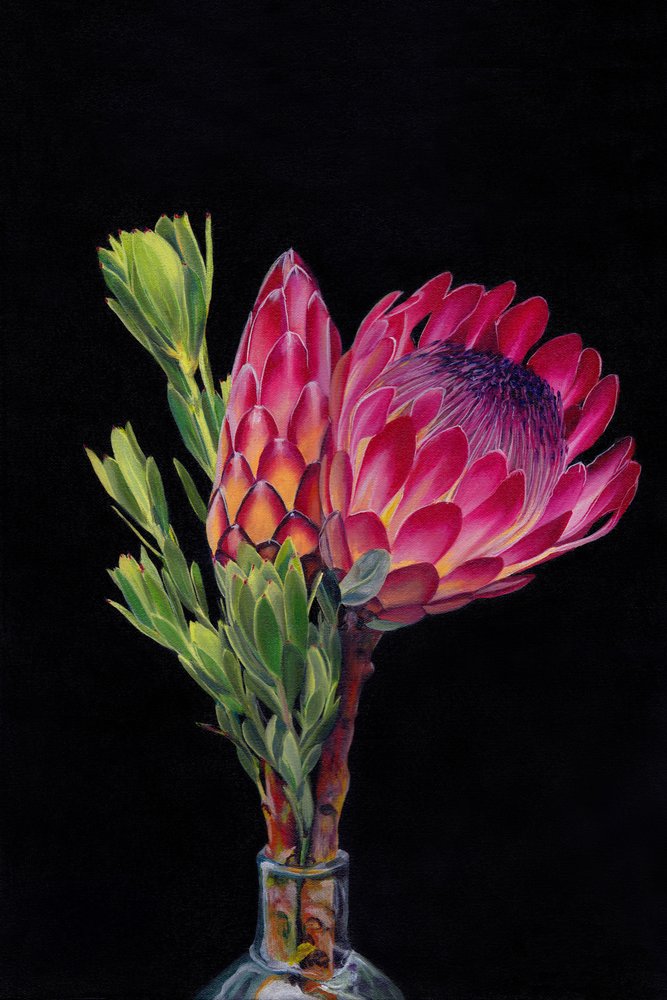 Proteas rosa vibrante de Viccy Wanliss