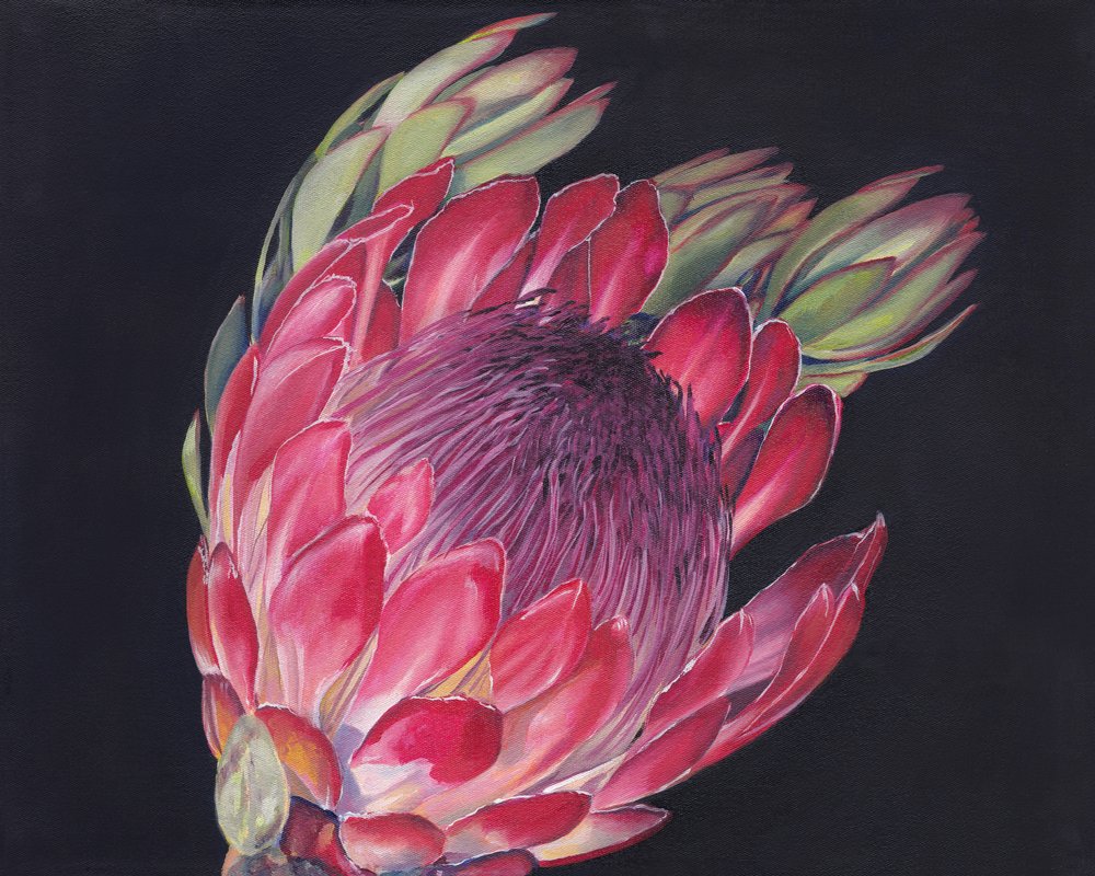 Flor de protea vibrante de Viccy Wanliss