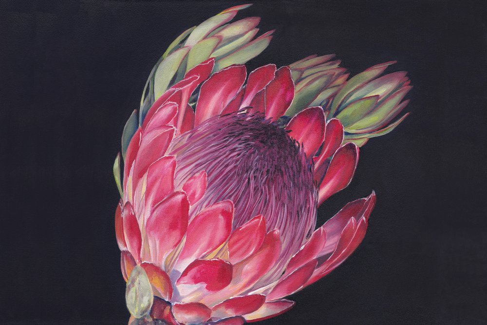 Flor de protea vibrante de Viccy Wanliss
