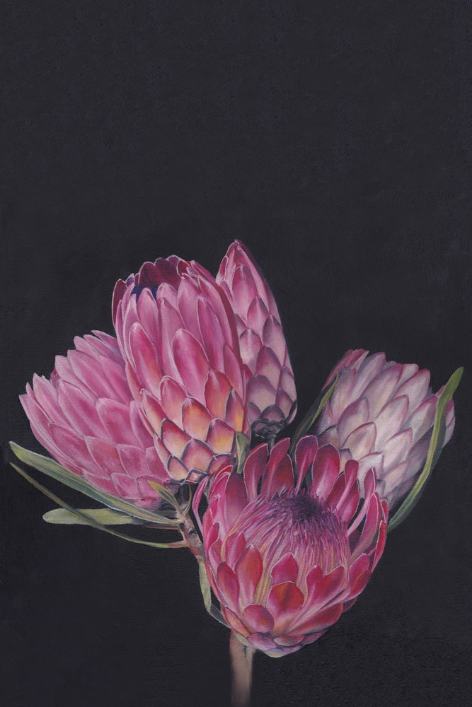 Flores de protea vibrantes de Viccy Wanliss