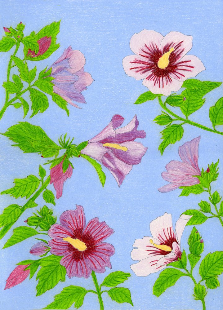 Flores de hibisco em flor de Viktoriia Saunina