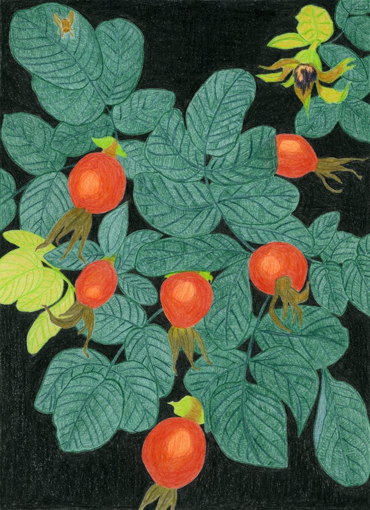 Frutos de roseira brava de Viktoriia Saunina
